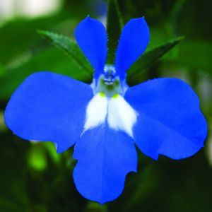 Lobelia